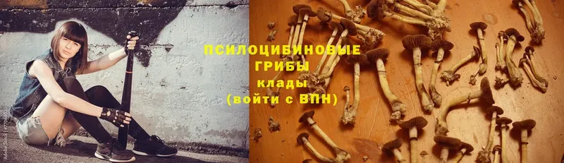 Галлюциногенные грибы Magic Shrooms  Киреевск 